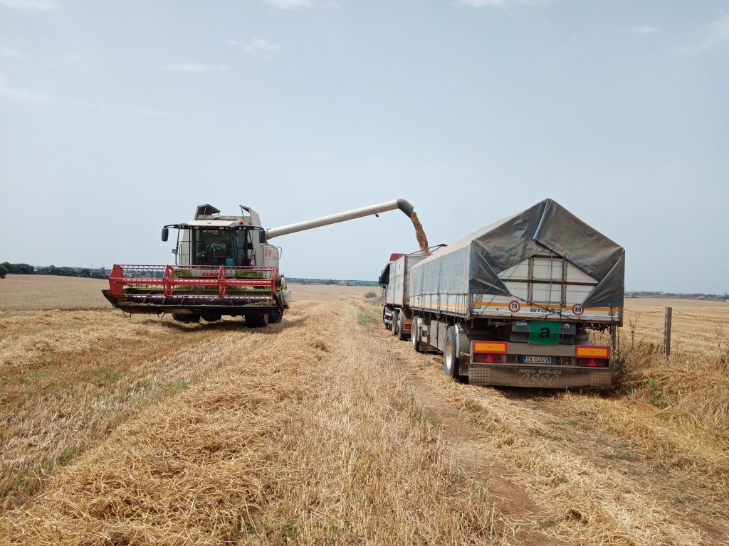 Raccolta orzo distico in un’azienda agricola legata al gruppo SAPLO, Malteria SAPLO, Pomezia (RM), 2023, fotografia di A. Coppo. Archivio Carta della Cultura Industriale 