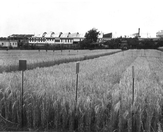 Campi di Orzo distico, Pomezia- via Naro, Pomezia, 1965-1970, sottoserie 14: 1965-70, servizio fotografico, in Archivio Storico Birra Peroni.